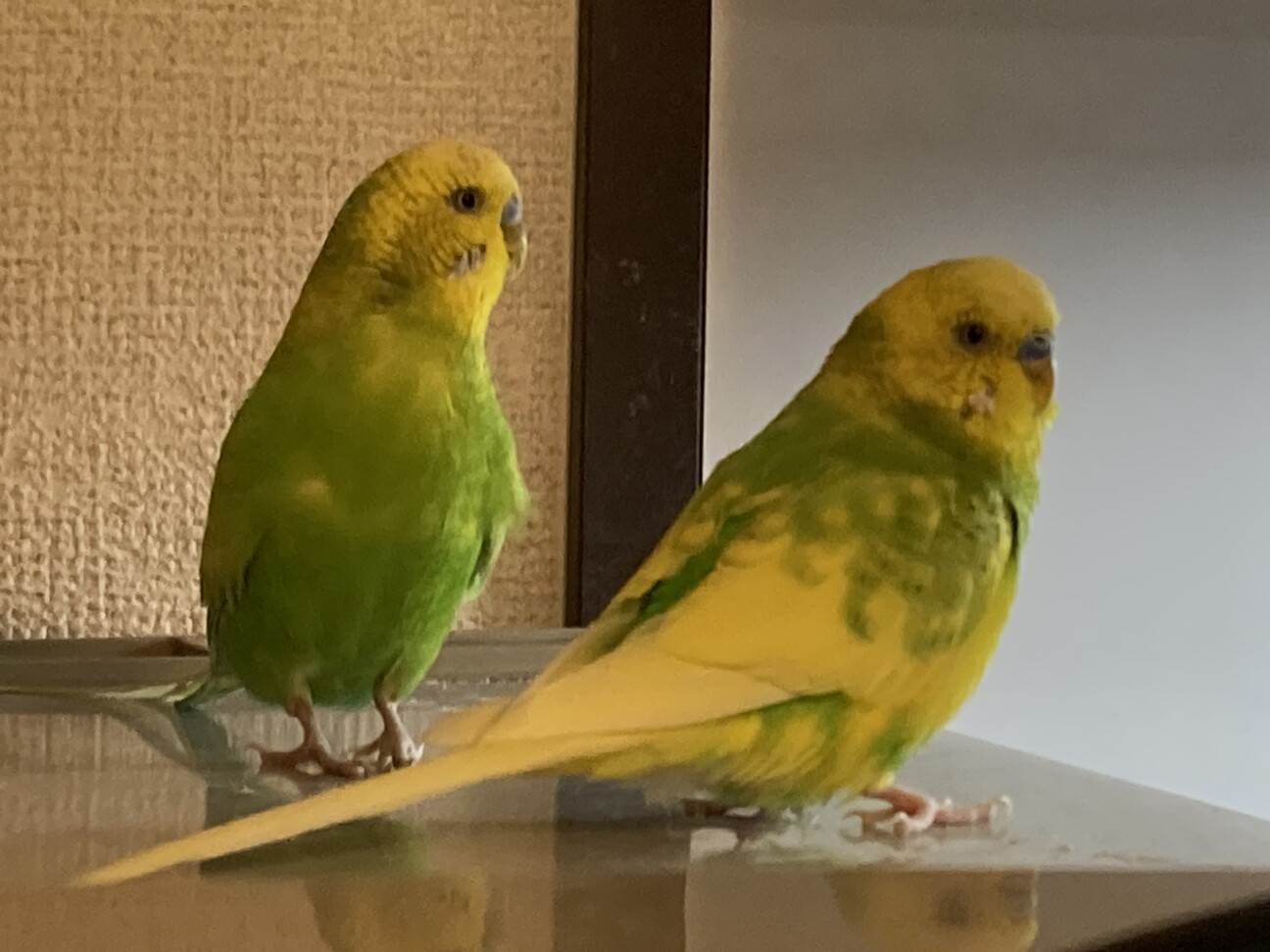 兄弟のセキセイインコ2羽」愛知県 - 鳥の里親募集(538146) :: ペットの