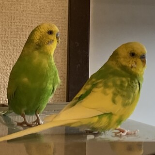 兄弟のセキセイインコ2羽