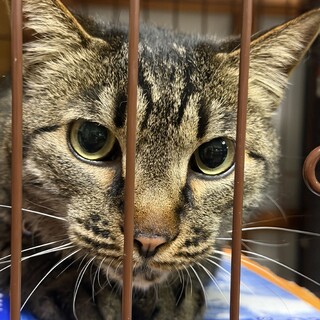 人が好き❤️寂しがりやで甘えん坊なキジトラちゃん