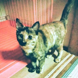 つぶらな瞳のかわいいサビ猫！