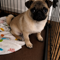 生後5ヶ月パグ里親様募集