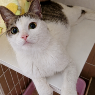 人が大好き♡甘々な女の子『あられ』ちゃん