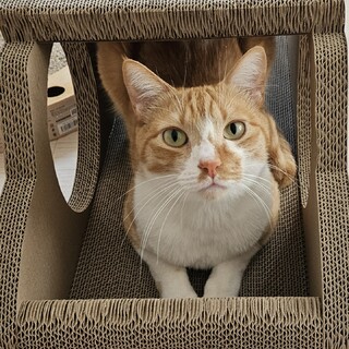 運動神経抜群な『まーちゃん』(まよ) 茶白♂