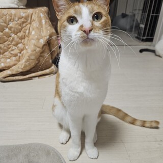 テレビっ子の『つーちゃん』(つな) 茶白♂