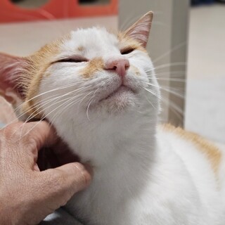 人が大好き甘々な 茶白♂『あらし』くん❤️