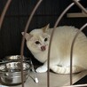 控えめ多頭OKなロイヤルちゃん サムネイル4