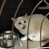 控えめ多頭OKなロイヤルちゃん サムネイル5
