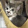 はなちゃん ︎︎ 2〜3歳 女の子 サムネイル3