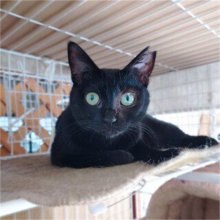 猫好き黒猫❤️ピリカちゃん