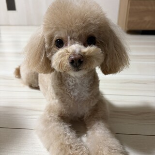 チワプー3歳オス