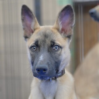 ジェイドくん(シェパード系MIX♂)