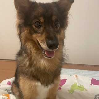 《急募》元気な元野犬の女の子 フォノ