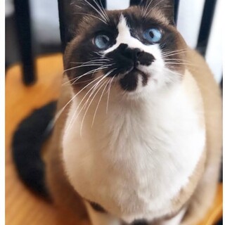 シャム／メス／ワンコみたいに人間にベタベタな子です