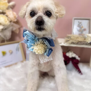 【トイ】マルプーMIXとってもゴキゲンな男の子