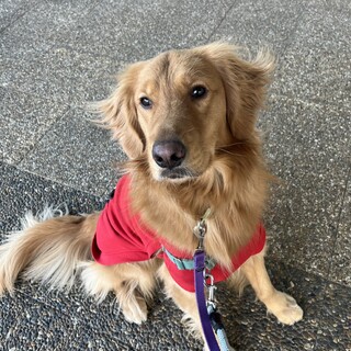 ヤロ（ゴールデンレトリバー）募集中