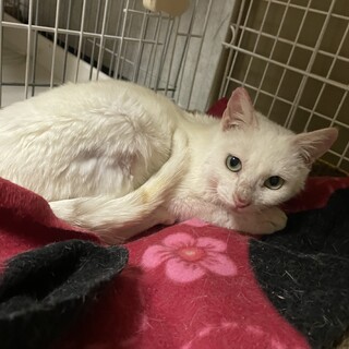 トライアル【ねぎま】強運女の子♪