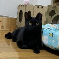 おもちゃが大好きなくーちゃん