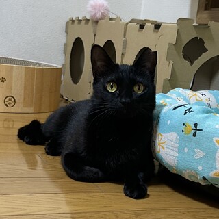 おもちゃが大好きなくーちゃん