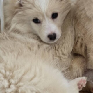 美人な女の子（3ヶ月）