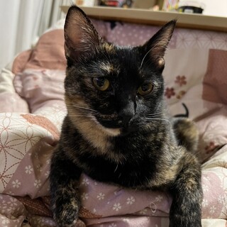 譲渡会参加予定★椿ちゃん避妊済み