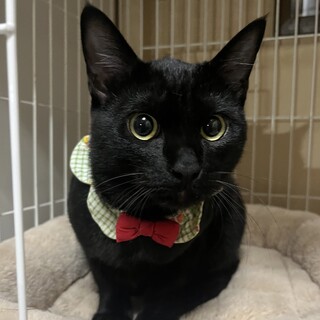 人懐っこい黒猫のクロ君去勢済