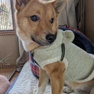 怖がりだけどがんばってるよ。子犬のりくくん