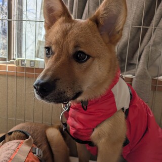 怖がりだけどおっとり優しいレンくん