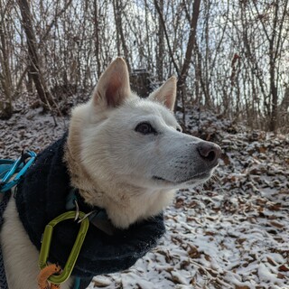 優しくて穏やか。人も犬も大好きな　ほたかくん