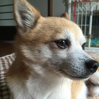 13歳半 柴犬×チワワMIX オス　千葉県酒々井町