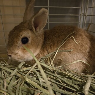 保護うさぎ岐阜っ子　オトナでもちっちゃいチビくん