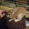 保護うさぎ岐阜っ子　オトナでもちっちゃいチビくん