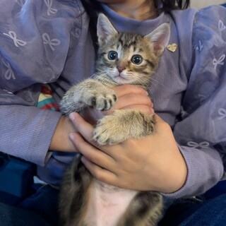 ひざ乗りちょこん♥ゴロゴロ♡ごろくん