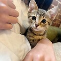 兄妹仲良し♥かわいいかわいい♥くるんちゃん