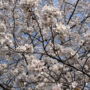 U^ェ^U 満開の桜はお空組からの贈り物 (=^ェ^=)