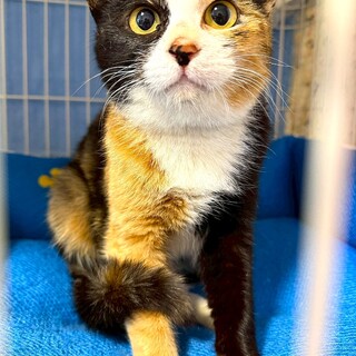 ツンデレ姫のナズナちゃん！