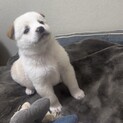 こねくりまわしたくなるくらいかわいいです