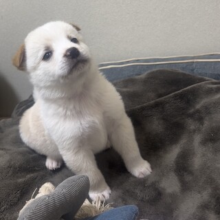 人慣れ問題なし。元気いっぱいやんちゃな子