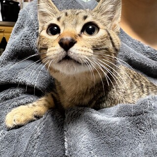 しなやか　イケメン　キジトラくん