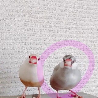 パステルノーマル文鳥