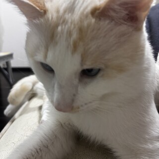 雑種のオス４歳