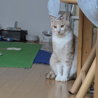 控えめで優しいベージュくん