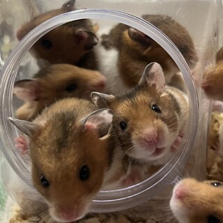ゴールデンハムスターの赤ちゃん里親募集