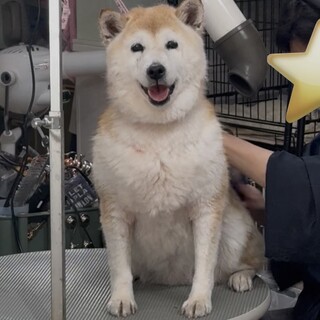 人懐っこい女の子　まるちゃん