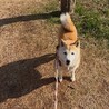 人懐っこい女の子　まるちゃん サムネイル5