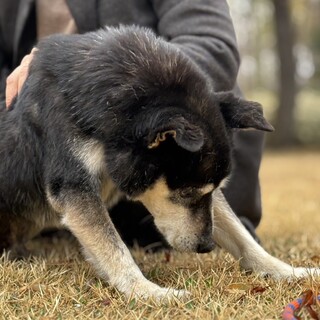 大人しい　ハッチくん