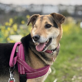 穏やかな　ラムちゃん