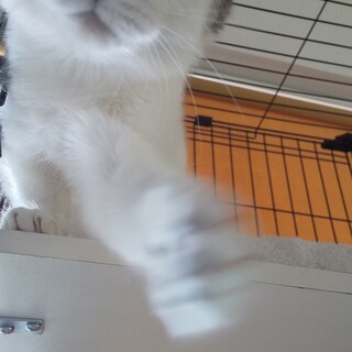 かわいいサバ白　しぐれちゃん