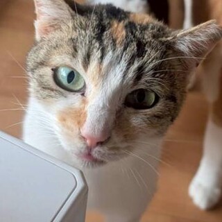 Theミケ猫 一歳 人馴れしてます