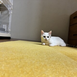 甘えたさんのすいちゃん