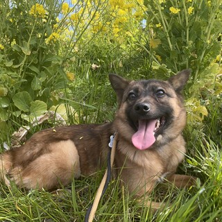 たぬきみたいな靴下履いたポピー